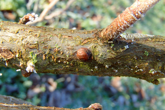 Bruņutu vairogs. Bruņutu vairogs.