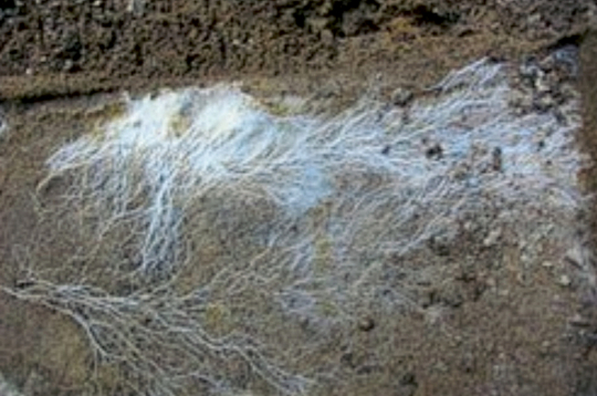 Mikoriza palielina augu spēju absorbēt (uzņemt) minerālvielas, kā arī uzlabo auga pielāgošanās spēju nelabvēlīgiem augšanas apstākļiem (stresa tolerance).