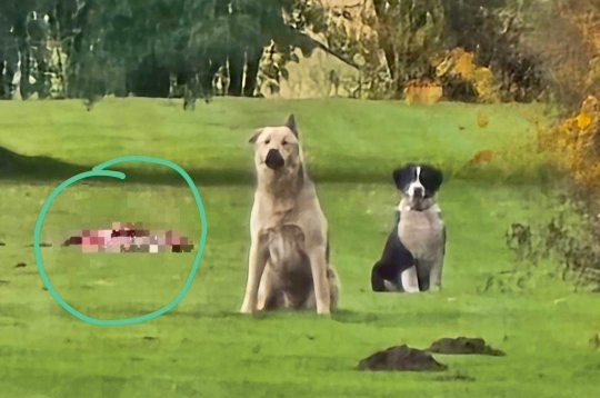 Modra suņi. Glābšanas dienesta foto. Modra suņi. Glābšanas dienesta foto.