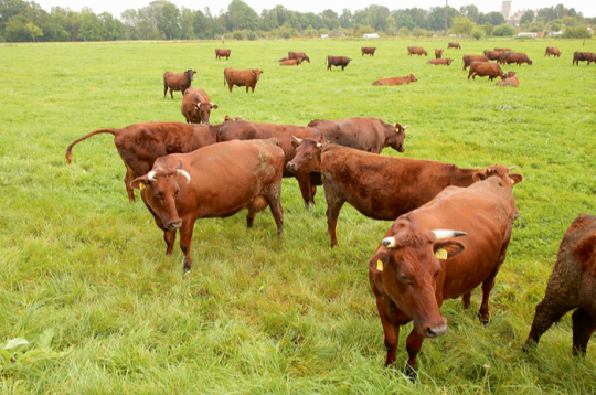 LB šķirnes gotiņu pienā ir augsts olbaltumvielu īpatsvars, vidēji 3,6%, un arī liels tauku daudzums. No LB šķirnes govju piena varētu ražot īpašus produktus – sieru, biezpienu, krējumu.