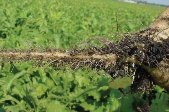 Stipri inficētos laukos uz bietēm savairojas daudz daļēji nekrotizētu mazu saknīšu (angliski tos sauc par sāls un piparu bārdu), kas arī devis nosaukumu slimībai (rizomanija – sakņu trakums).