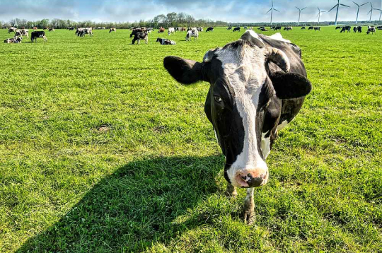 Šī gada 31. oktobrī dāņu laikraksts "Jyllands-Posten" publicēja rakstu, kurā vēstīja, ka daudzi dāņu zemnieki satraukušies – viņu govis atsakās ēst, samazinās to piena ražība, dzīvnieki novājē, dažos gadījumos pat sabrūk vai arī saimnieki spiesti tās likvidēt. Zemnieku aizdomas kritušas uz piena govju lopbarības piedevu "Bovaer", ko no oktobra sākuma visiem piena govju īpašniekiem Dānijā bija jāsāk lietot obligāti.