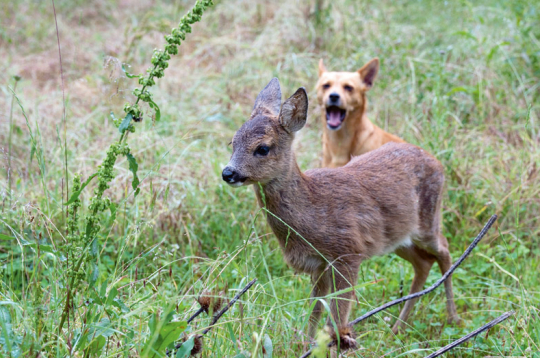Kāpēc medniekiem nepatīk, ka suņi dzenā stirnas, lapsas un citus dzīvniekus. Kāpēc medniekiem nepatīk, ka suņi dzenā stirnas, lapsas un citus dzīvniekus.
