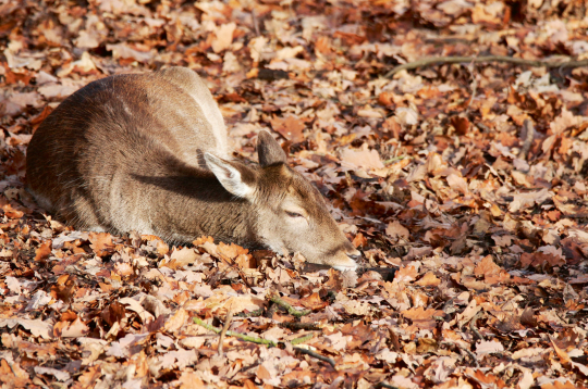 Dažas slimības ir nāvējošas ne tikai dzīvniekiem.