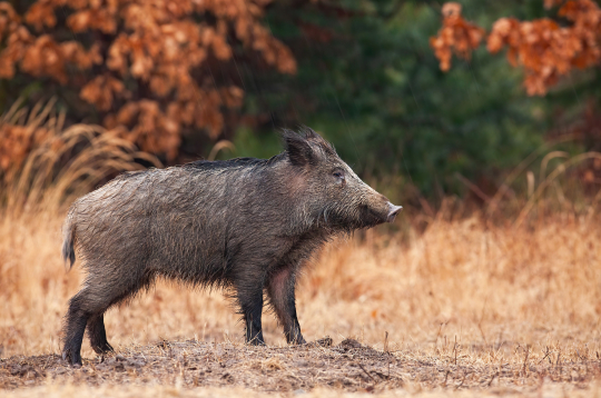 Mežacūka. Ilustratīvs attēls.