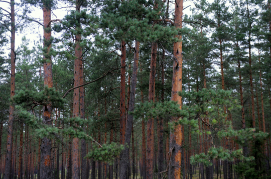 Priežu mežs. Ilustratīvs foto. 