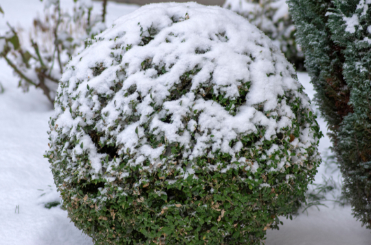 Ziemas laiks. Ziemas laiks.