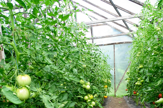 Indeterminantie tomāti var pārsniegt divu metru garumu, tāpēc tiem nederēs nelielas zemas siltumnīcas. Indeterminantie tomāti var pārsniegt divu metru garumu, tāpēc tiem nederēs nelielas zemas siltumnīcas.