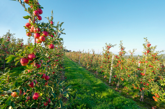 Komercdārzos ābeļu mūžs nav garš.