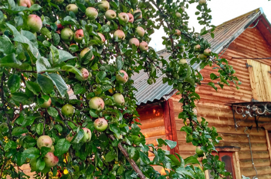 Vecās ābeles pie lauku mājām auga lēni, toties dzīvoja pat gadsimtu. Vecās ābeles pie lauku mājām auga lēni, toties dzīvoja pat gadsimtu.