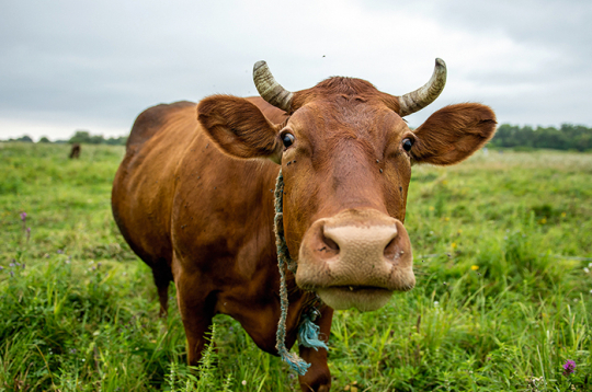 Ilustratīvs attēls. Ilustratīvs attēls.