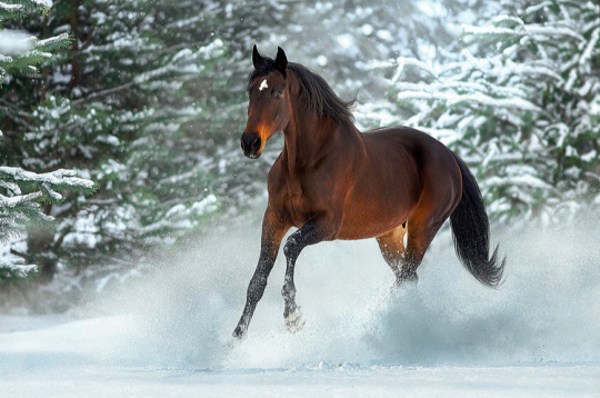 Ziemas laiks. Ziemas laiks.