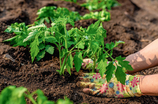 Pareizi sagatavota kūdrainā augsne ir piemērota tomātu audzēšanai. Pareizi sagatavota kūdrainā augsne ir piemērota tomātu audzēšanai.