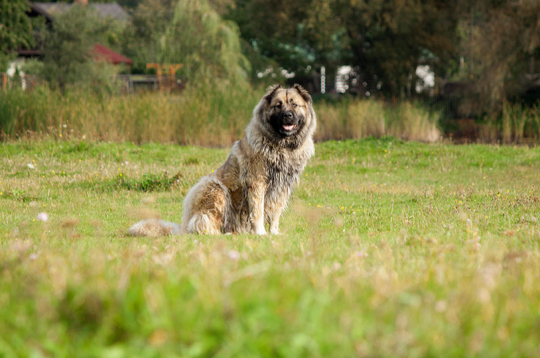 Kaukāza aitu suņiem piemīt iedzimts sargāšanas instinkts, tomēr šai šķirnei vajadzīgs pieredzējis un pārliecināts saimnieks. Kaukāza aitu suņiem piemīt iedzimts sargāšanas instinkts, tomēr šai šķirnei vajadzīgs pieredzējis un pārliecināts saimnieks.