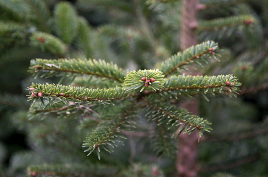 Svētku eglīti, ko pārnest mājās, "Latvijas valsts mežos" droši var meklēt meža ceļu malās, kvartālstigās, grāvju malās, zem elektrolīnijām, kā arī pieaugušā mežā zem lielajiem kokiem. Izvēlētās eglītes augstums nedrīkst būt lielāks par trim metriem, bet celma diametrs nedrīkst pārsniegt 12 cm. Svētku eglīti, ko pārnest mājās, "Latvijas valsts mežos" droši var meklēt meža ceļu malās, kvartālstigās, grāvju malās, zem elektrolīnijām, kā arī pieaugušā mežā zem lielajiem kokiem. Izvēlētās eglītes augstums nedrīkst būt lielāks par trim metriem, bet celma diametrs nedrīkst pārsniegt 12 cm.