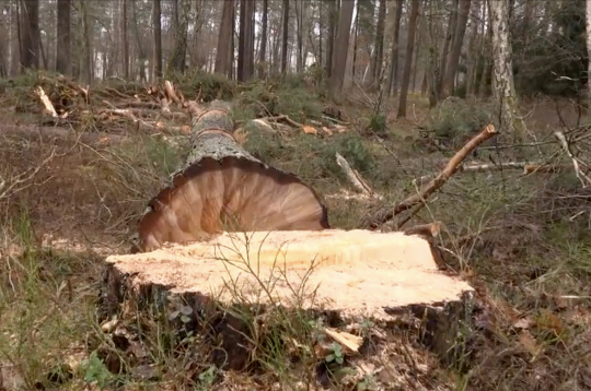 Nozāģētās priedes izmēri liecina, ka tā varētu būt bijusi dižkoks, 