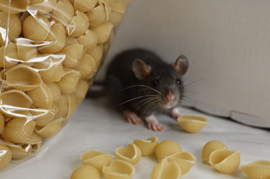 Pārtikas produkti jāuzglabā slēgtos traukos.