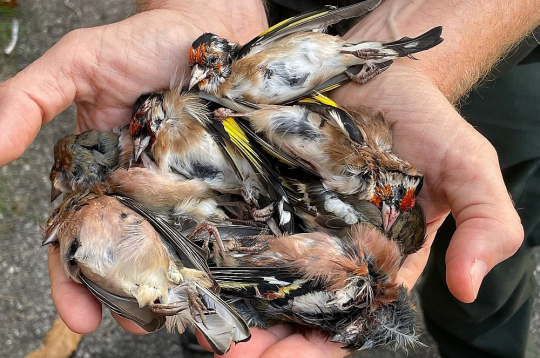 Itālijā nošauti dadzīši, vieni no skaistākajiem Eiropas putniem. Itālijā nošauti dadzīši, vieni no skaistākajiem Eiropas putniem.