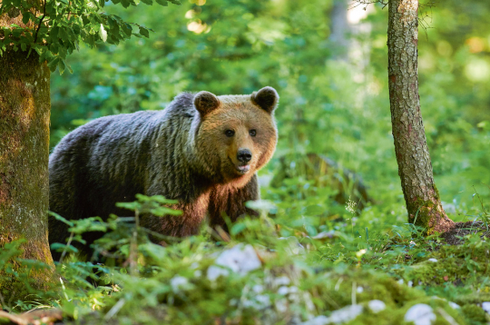 Lāčus Latvijā medīt nedrīkst! Lāčus Latvijā medīt nedrīkst!