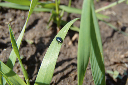 Labību lapgrauzis. Labību lapgrauzis.