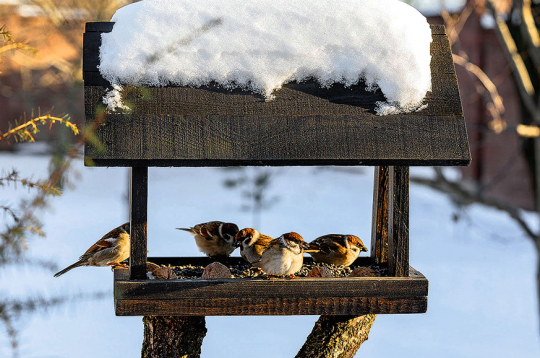 Ziemas laiks. Ziemas laiks.