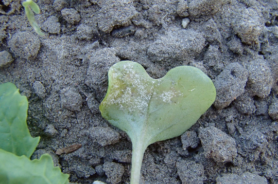 Rapšu neīstā miltrasa.