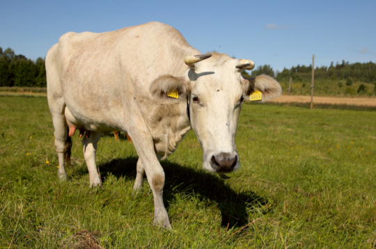 Latvijas Zilā govs ir viena no astoņām apdraudētajām kultūrvēsturiskajām Latvijas lauksaimniecības dzīvnieku šķirnēm, kuras turēšana tirgus ekonomikas apstākļos zemākas ražības un citu rādītāju dēļ bez papildu atbalsta, visticamāk, nozīmētu šķirnes izzušanu.