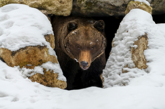 Lāči labprāt veido alas arī stāvākās nogāzēs, kuru augsnē ir augsts lielāku un mazāku akmeņu sastāvs. Lāči labprāt veido alas arī stāvākās nogāzēs, kuru augsnē ir augsts lielāku un mazāku akmeņu sastāvs.