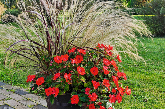 Stepjulīga labi izskatās puķupodu kompozīcijās. Stepjulīga labi izskatās puķupodu kompozīcijās.