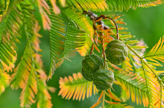 Metasekvoja neprasa nekādu īpašu kopšanu, izņemot vēja aizsardzību ziemas mēnešos.