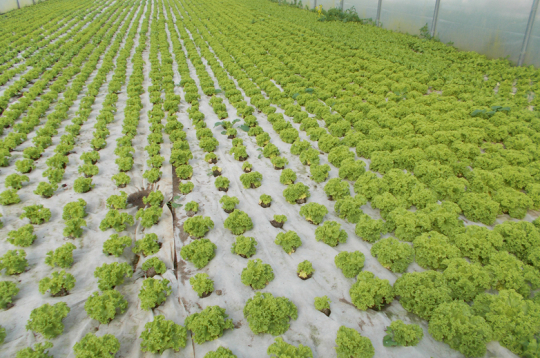 Salāti siltumnīcā. Ilustratīvs attēls.