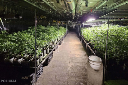 Talsu novadā likvidēta liela apjoma marihuānas audzētava. Talsu novadā likvidēta liela apjoma marihuānas audzētava.