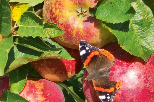 Pavasara aukstuma radīts rūsinājums šķirnei 'Dace'. Pavasara aukstuma radīts rūsinājums šķirnei 'Dace'.
