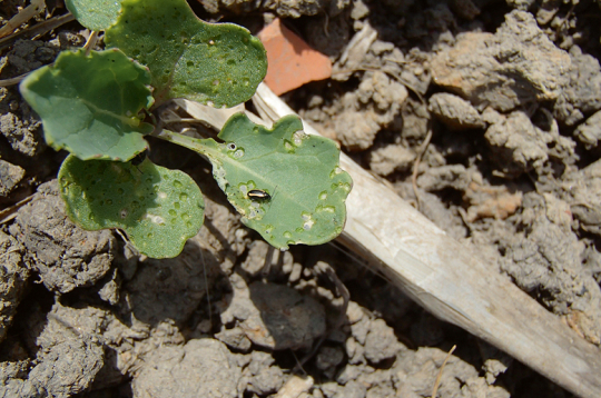 Spradžu bojājumi. Spradžu bojājumi.