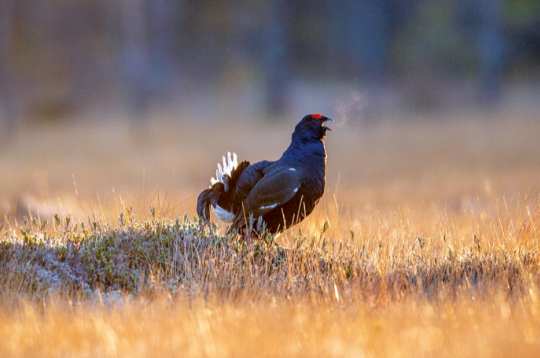 Rubenis (Tetrao tetrix). Rubenis (Tetrao tetrix).
