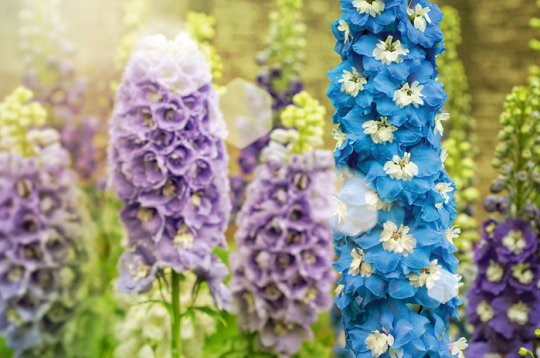 Delfīnijas. Delfīnijas.