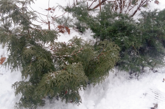 Apsniguši skujeņi.