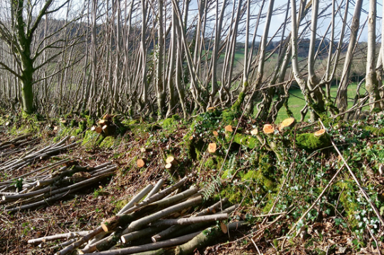 Kurināmajai koksnei apsaimniekots robeždzīvžogs. Kurināmajai koksnei apsaimniekots robeždzīvžogs.