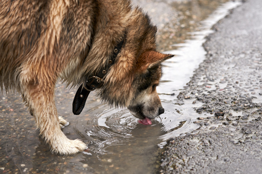 Dzīvnieki var inficēties ar leptospirām, dzerot ūdeni no peļķēm, grāvjiem vai citām stāvošām ūdenstilpēm.