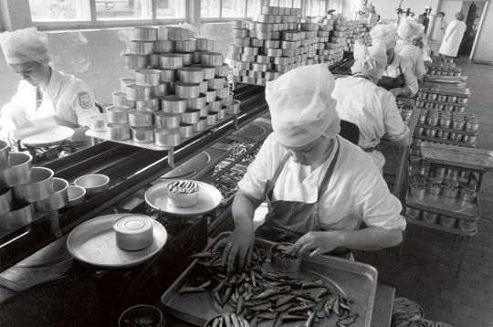 Zivju konservēšanas Kirovas zvejniecības kolhozā netālu no Tallinas, Igaunijā (tolaik Padomju Krievijā). 1966. gads.