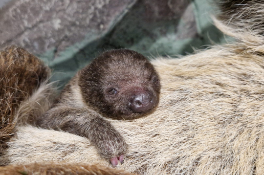 12. decembrī piedzimušais sliņķu mazulis. 12. decembrī piedzimušais sliņķu mazulis.