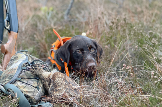 Kad medības izdevušās, pozēšana ar medījumu ir grūta – jāiet meklēt nākamo putnu. Kad medības izdevušās, pozēšana ar medījumu ir grūta – jāiet meklēt nākamo putnu.