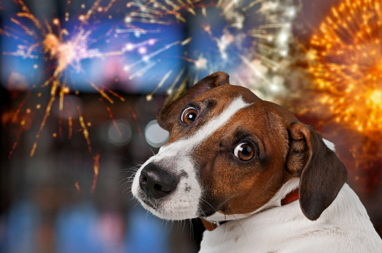 Ne visi dzīvnieki baidās no uguņošanas, viss atkarīgs, cik sunim jutīga nervu sistēma.