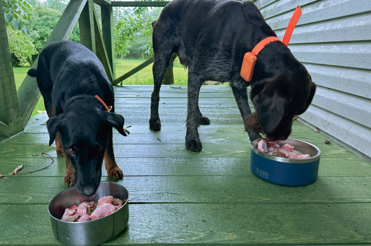 Režīms un ēdienreizes suņiem ir ļoti svarīgi.