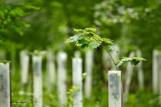 Viens no jauno stādu aizsardzības veidiem ir plastmasas cilindru izmantošana.