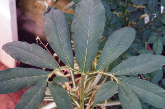 Ķirzakaste jeb pilienu sauromāts.