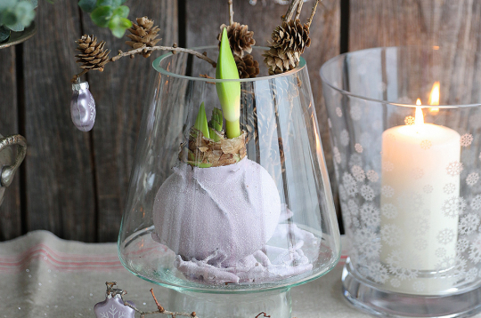 Parafīna “mētelīšos” tērptos podiņus var likt arī svētku dekoros, sīpolus izceļot kā īpašus akcentus.