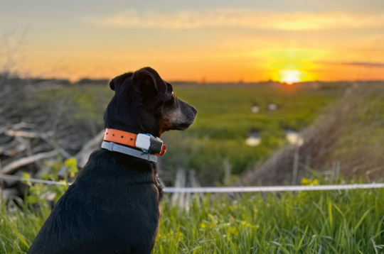 Vecais suns varbūt vairs nevar iet medībās, bet tas par tām domā visu laiku. Vecais suns varbūt vairs nevar iet medībās, bet tas par tām domā visu laiku.