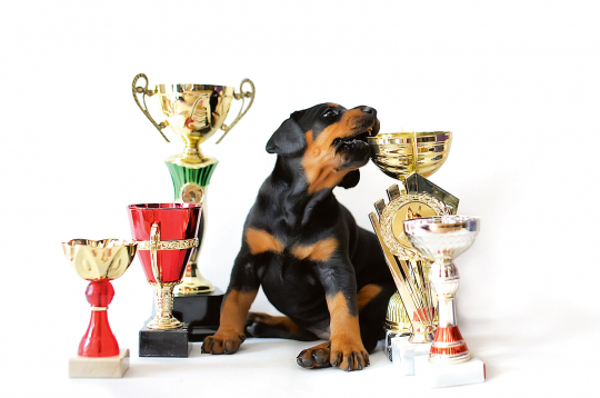 Šķirnes suņu izstādes ir zootehnisks pasākums un tajās iegūtais novērtējums ir selekcijas atlases pamatā.