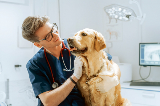 Medību suns ir kā sportists – tā veselībai ir ļoti liela nozīme.